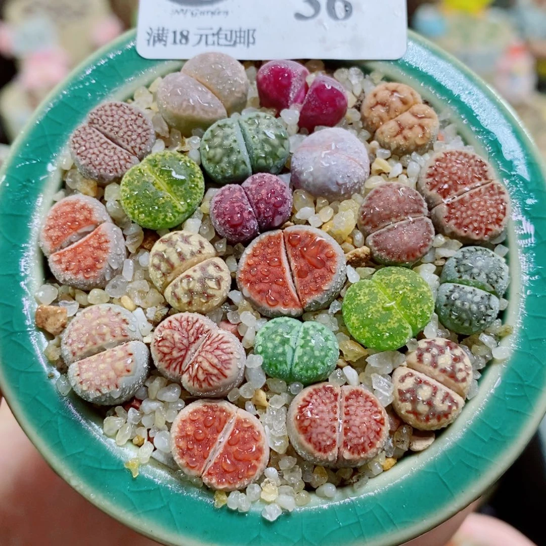其实哈哈哈哈哈哈哈哈哈36