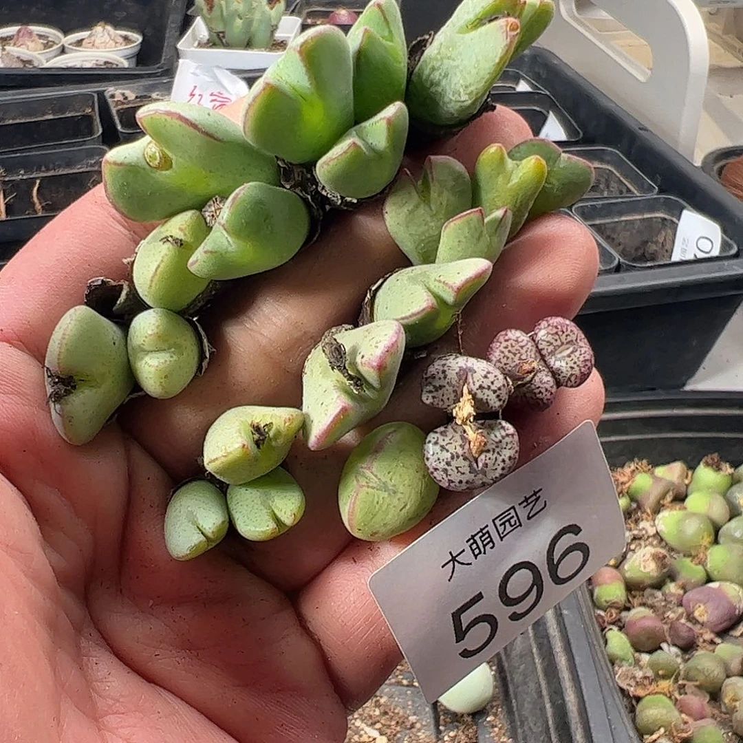 一物一拍清盒福利默认有瑕596