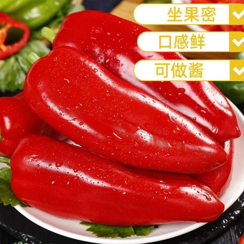 红泡椒种苗四季子弹头辣椒青红两用泡椒特辣蔬菜四季包邮