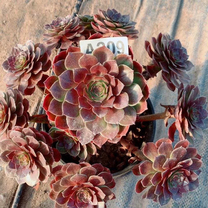 黑魔玫瑰精控法师209