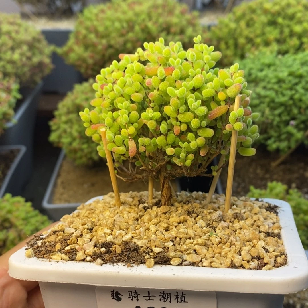 288蜜橘糖球枝干番杏