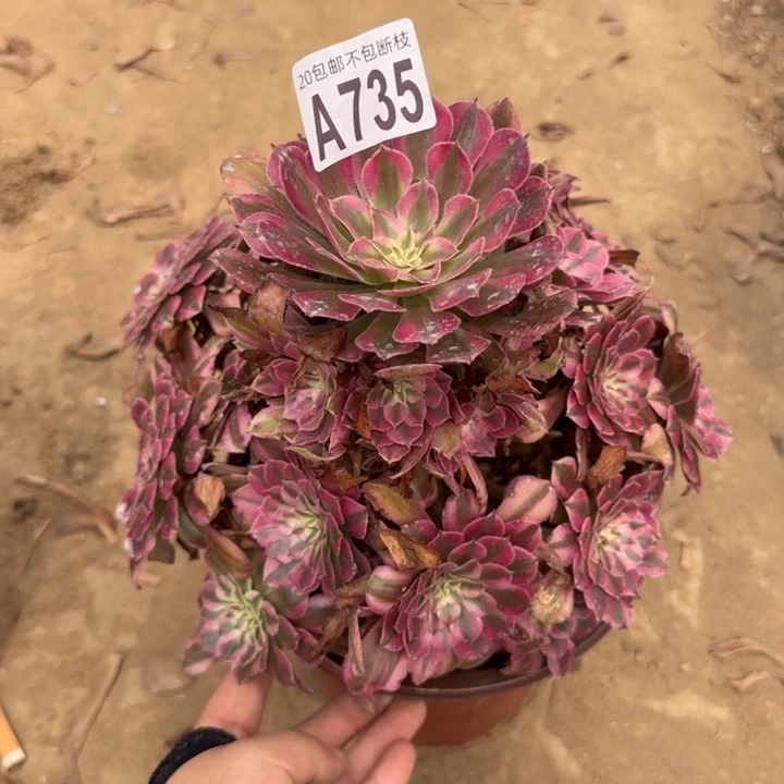 红铜白……多肉植物……