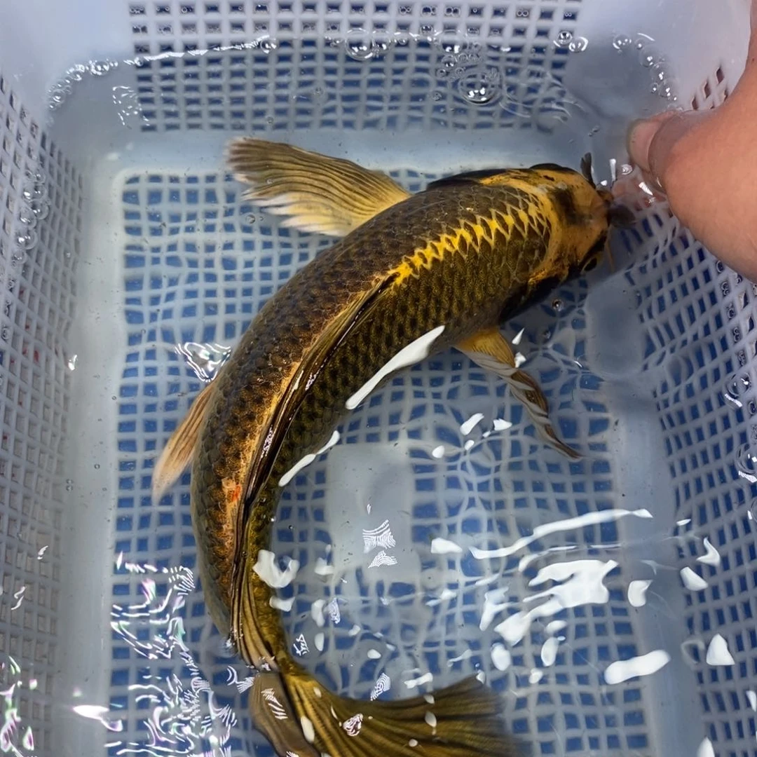 锦鲤冷水锦鲤包邮