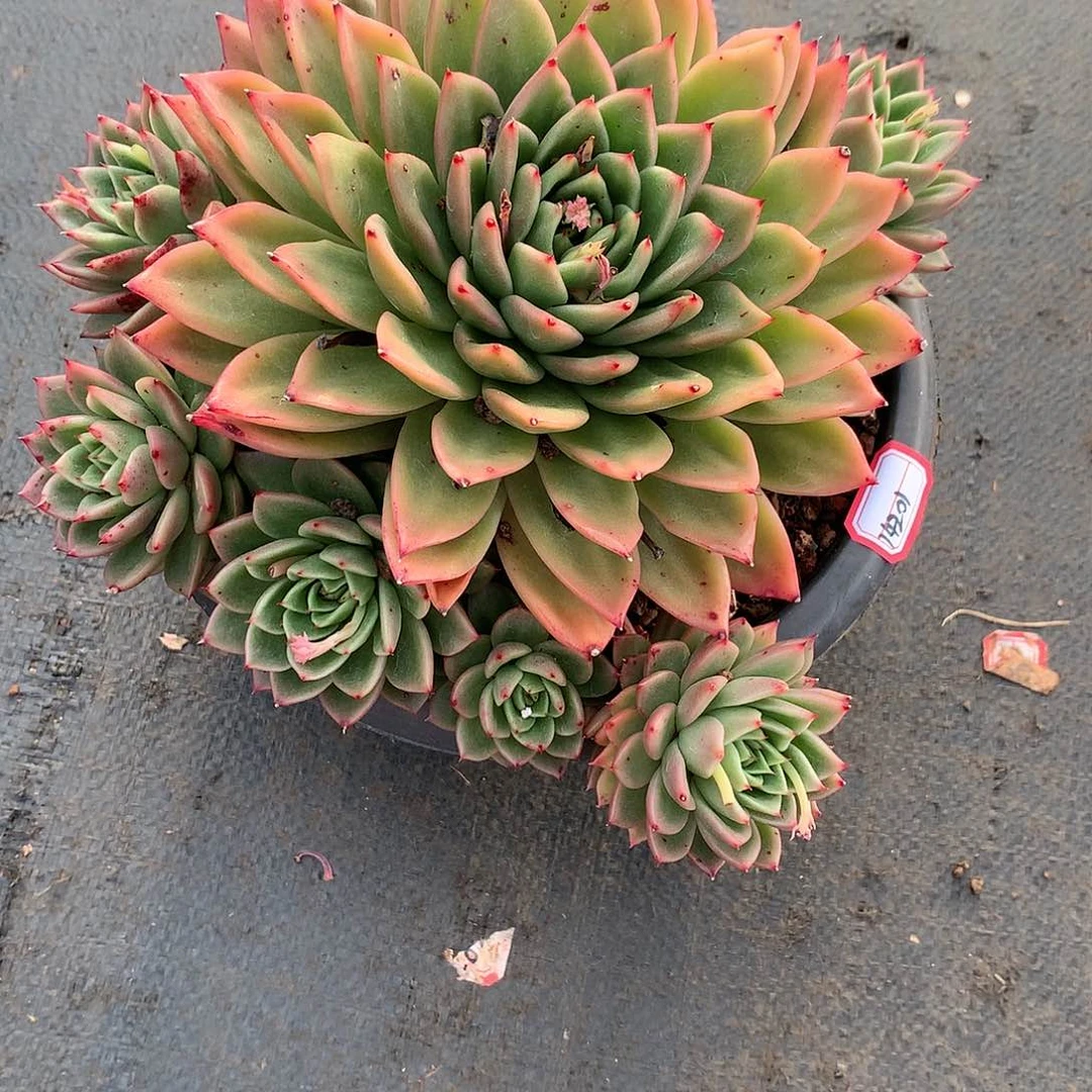 清**馆玉杯东云多肉14201