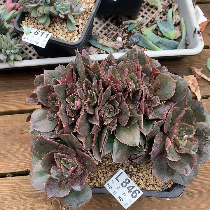 蒙娜丽莎朵朵缀 有虫处理  多肉植物9.28号发