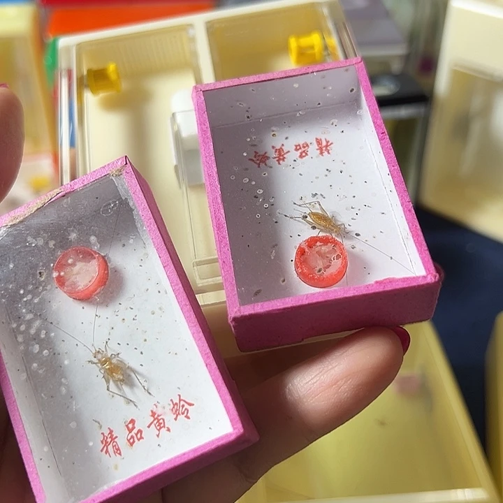 用***3蟋蟀哈哈哈哈哈哈哈哈哈哈哈哈