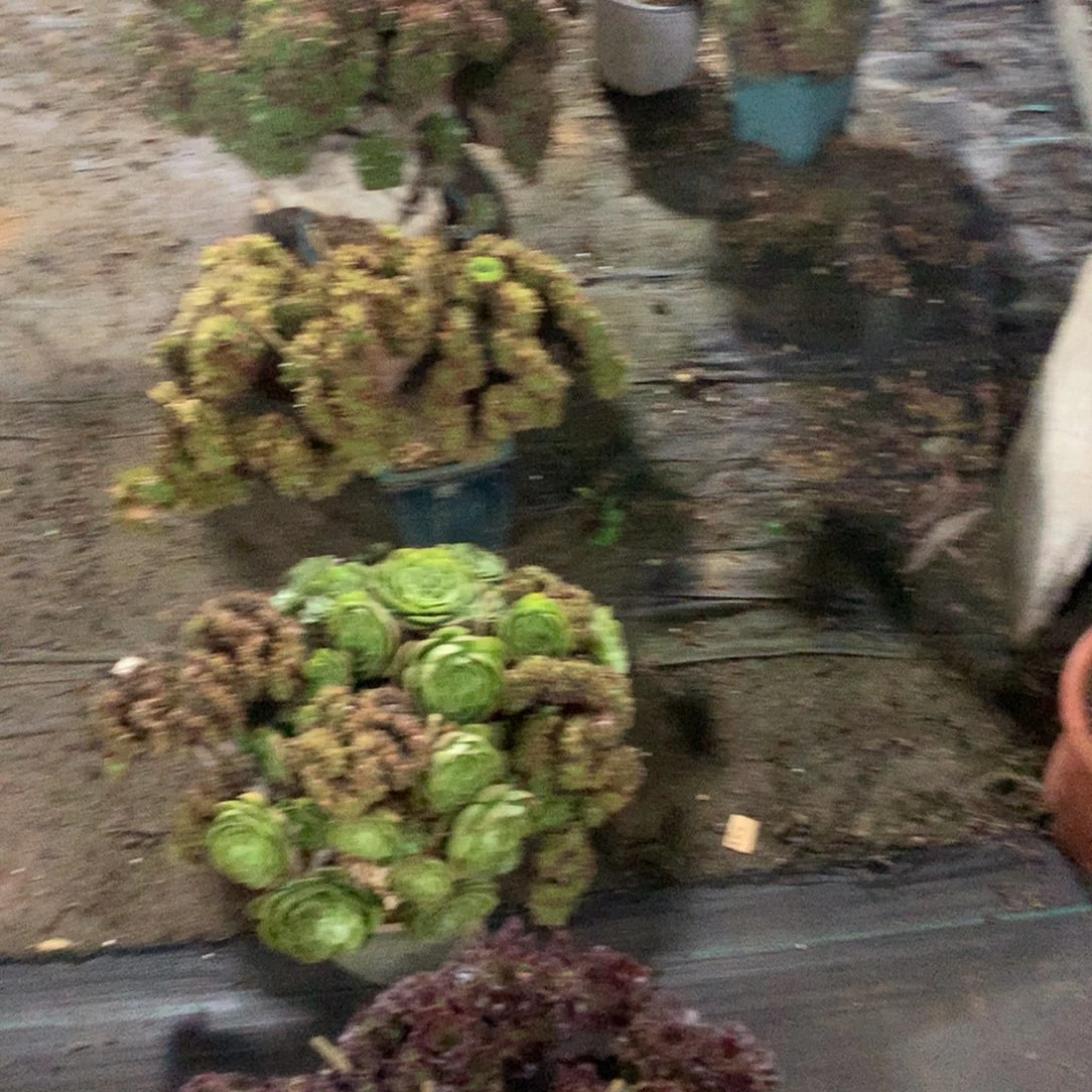 扶***郎五颗发货了微瑕一组