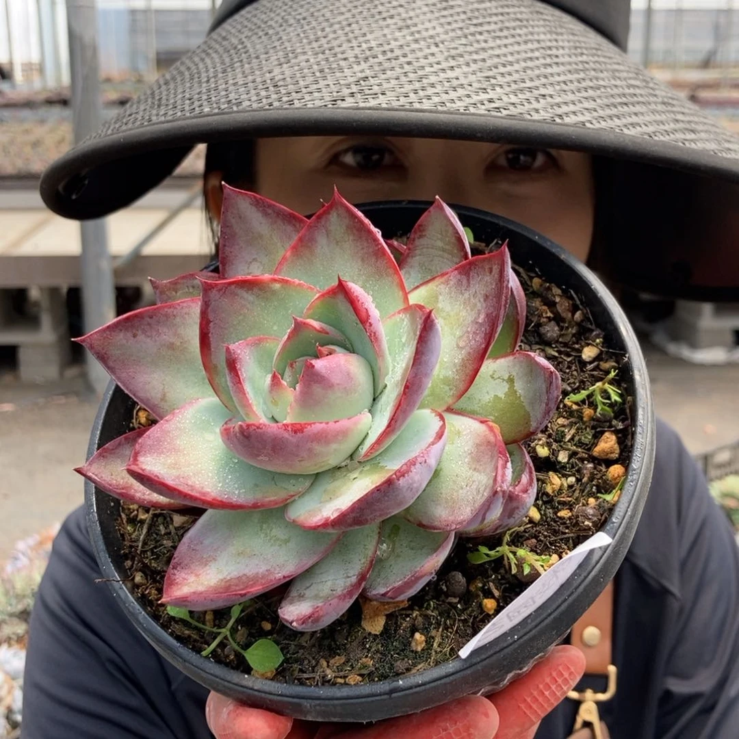 11.115 惊鸿一物一拍