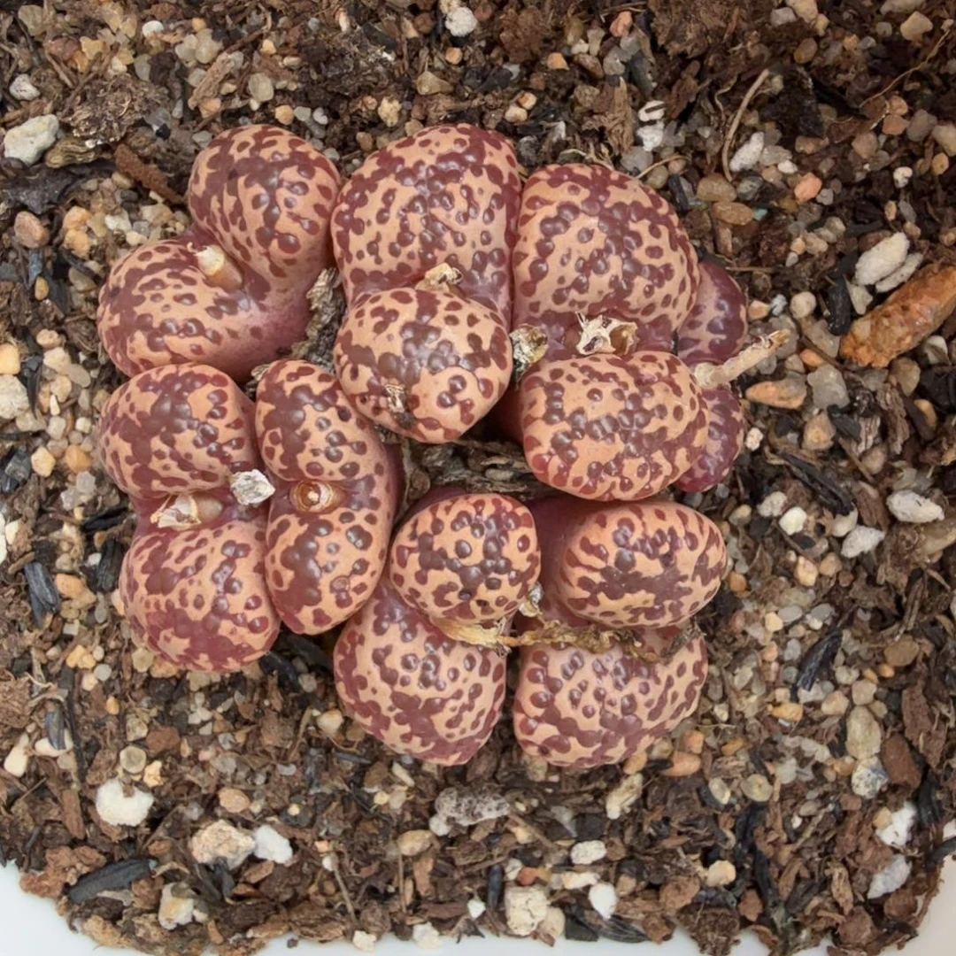 泡泡