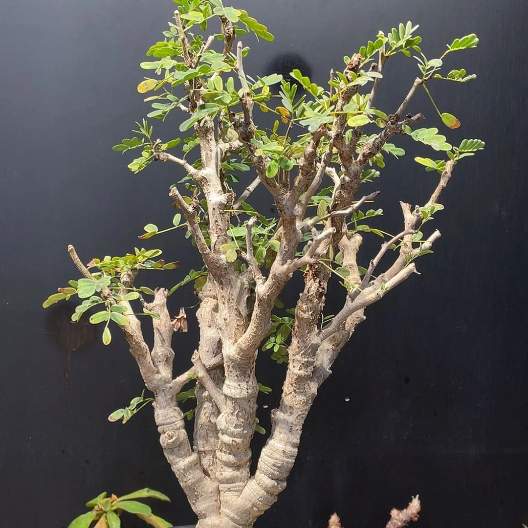 沙漠苏木带盆包邮