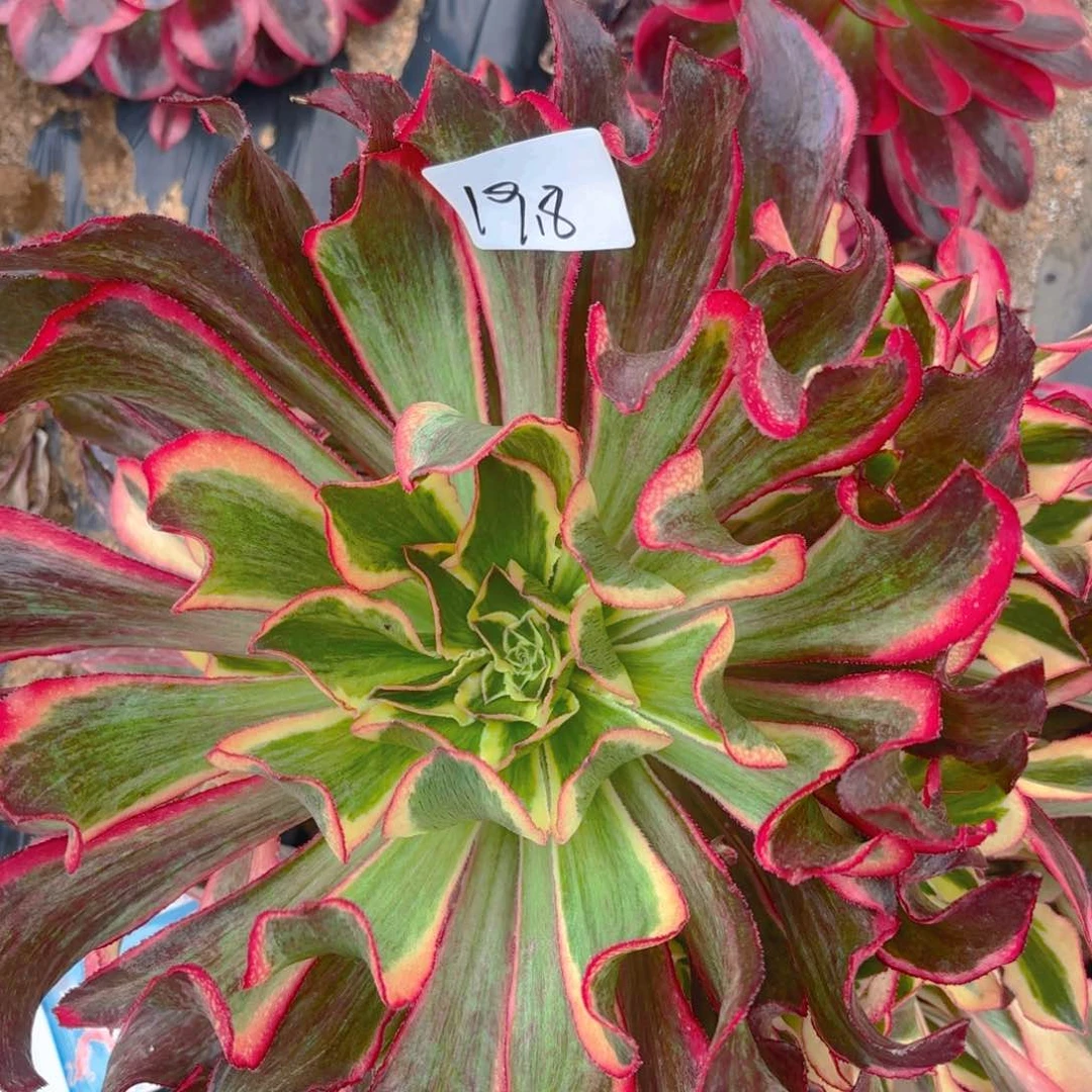 魅影多肉多肉植物19.8号