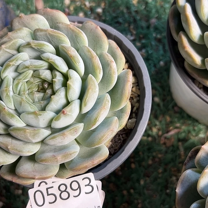 幸运的是我还没遇到过