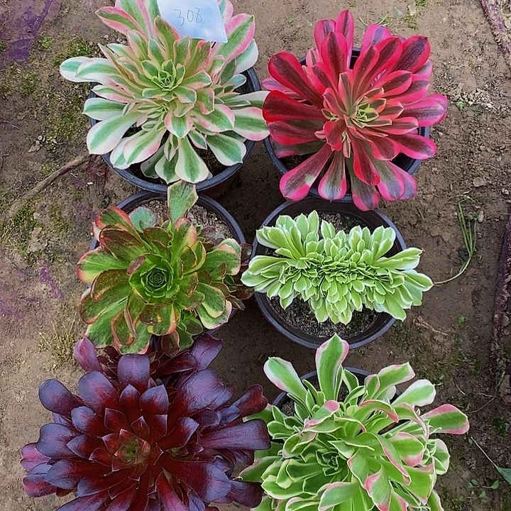 法师锦多肉组合308