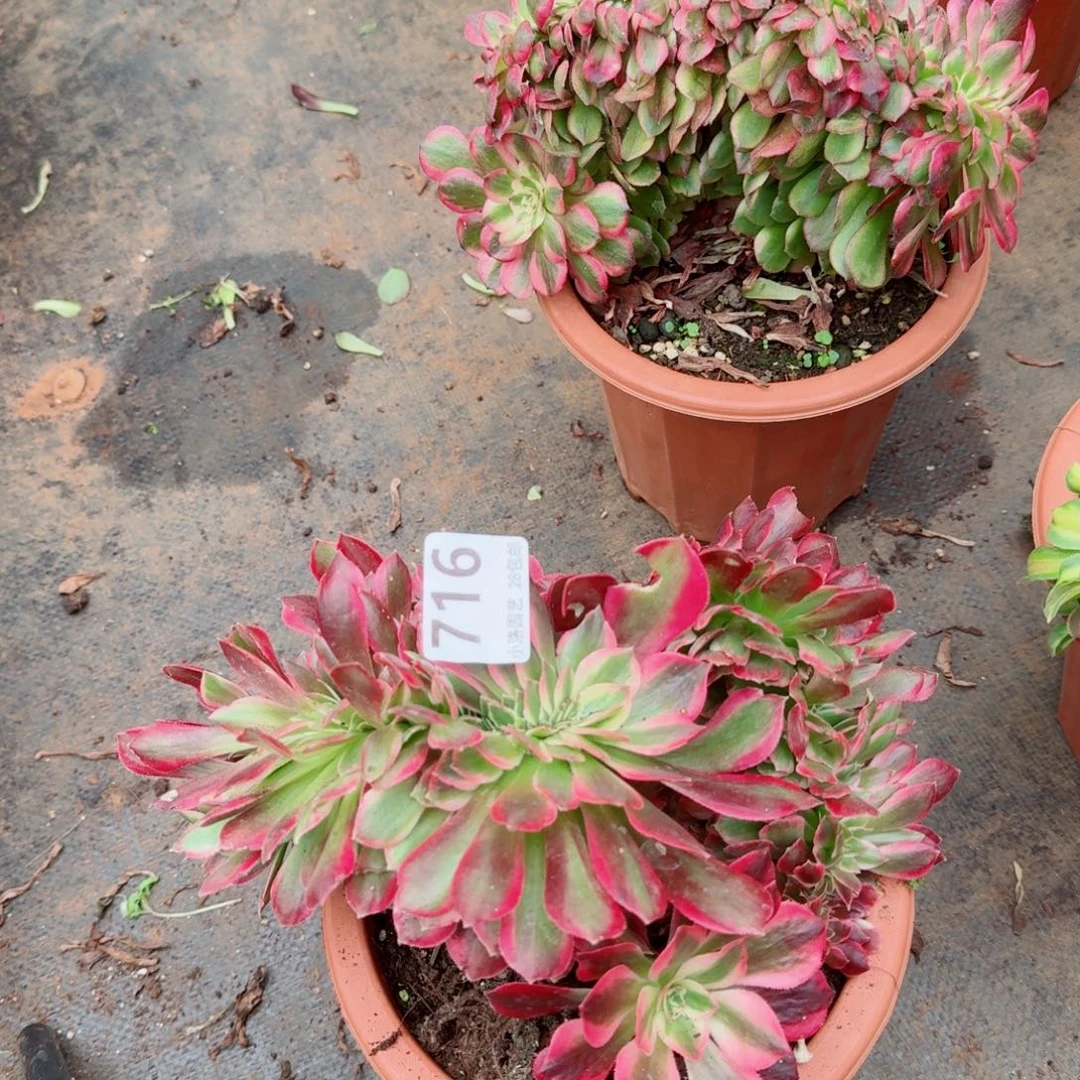 716瑕疵粉女郎缀化多肉植物满28包邮