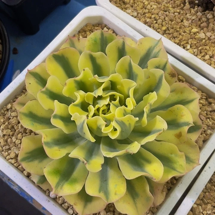 一物品一物一拍哦海啸