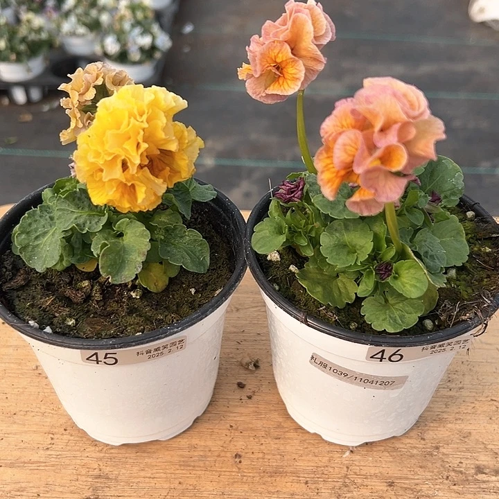 水晶抖音直播编号45-46