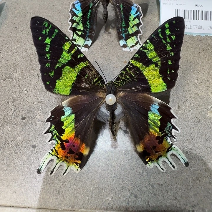太阳蛾蝴蝶标本瑕疵