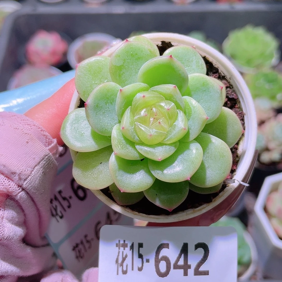 花利美15-642珍妮