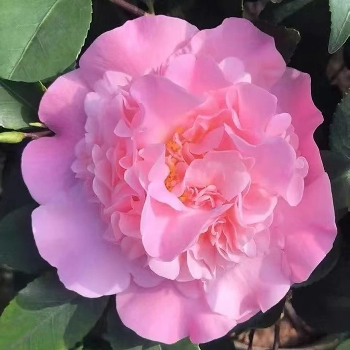 【香妃茶花】开花耐寒植物花开爆盆客厅办公室花卉浓香型山茶花