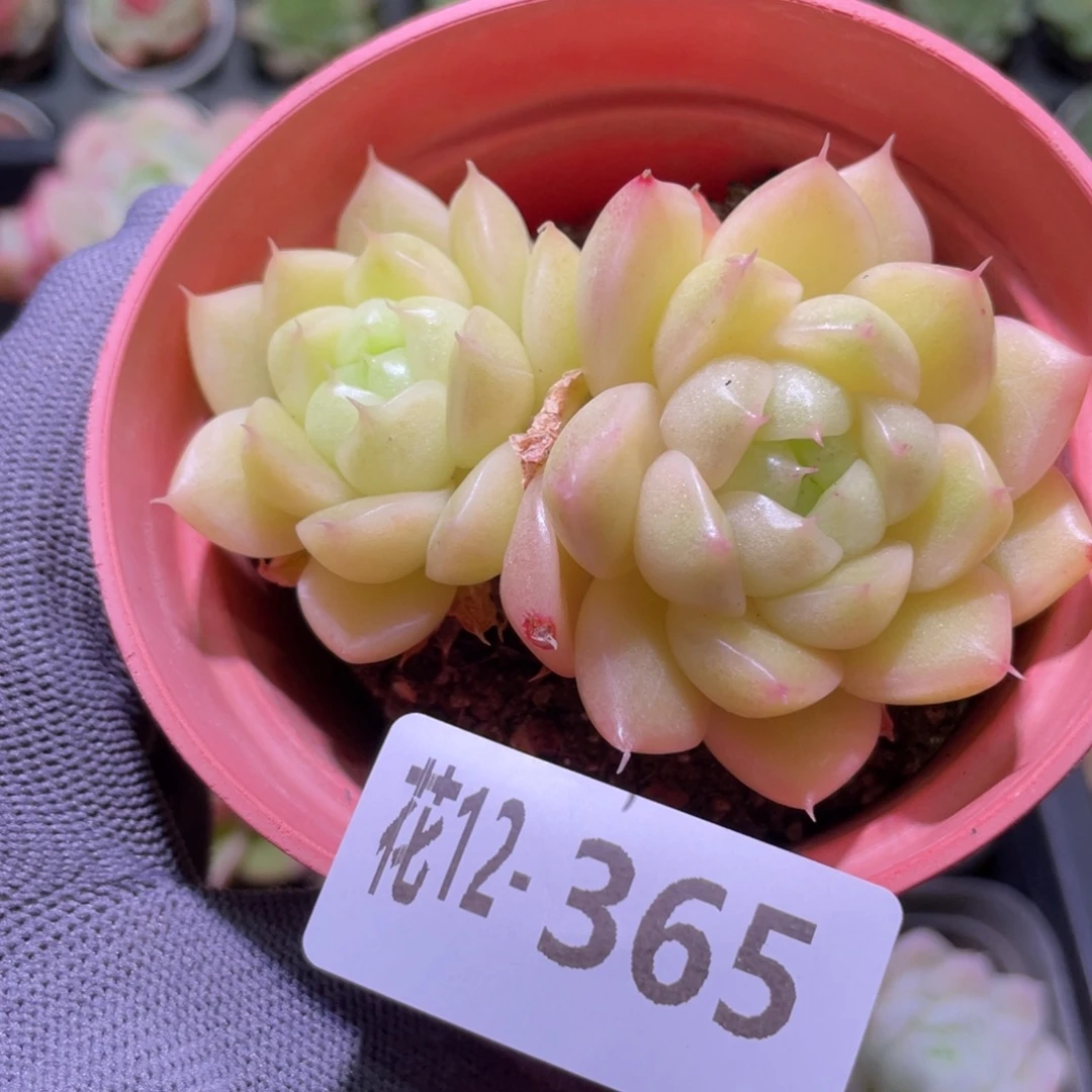 花利美12-365麦秆