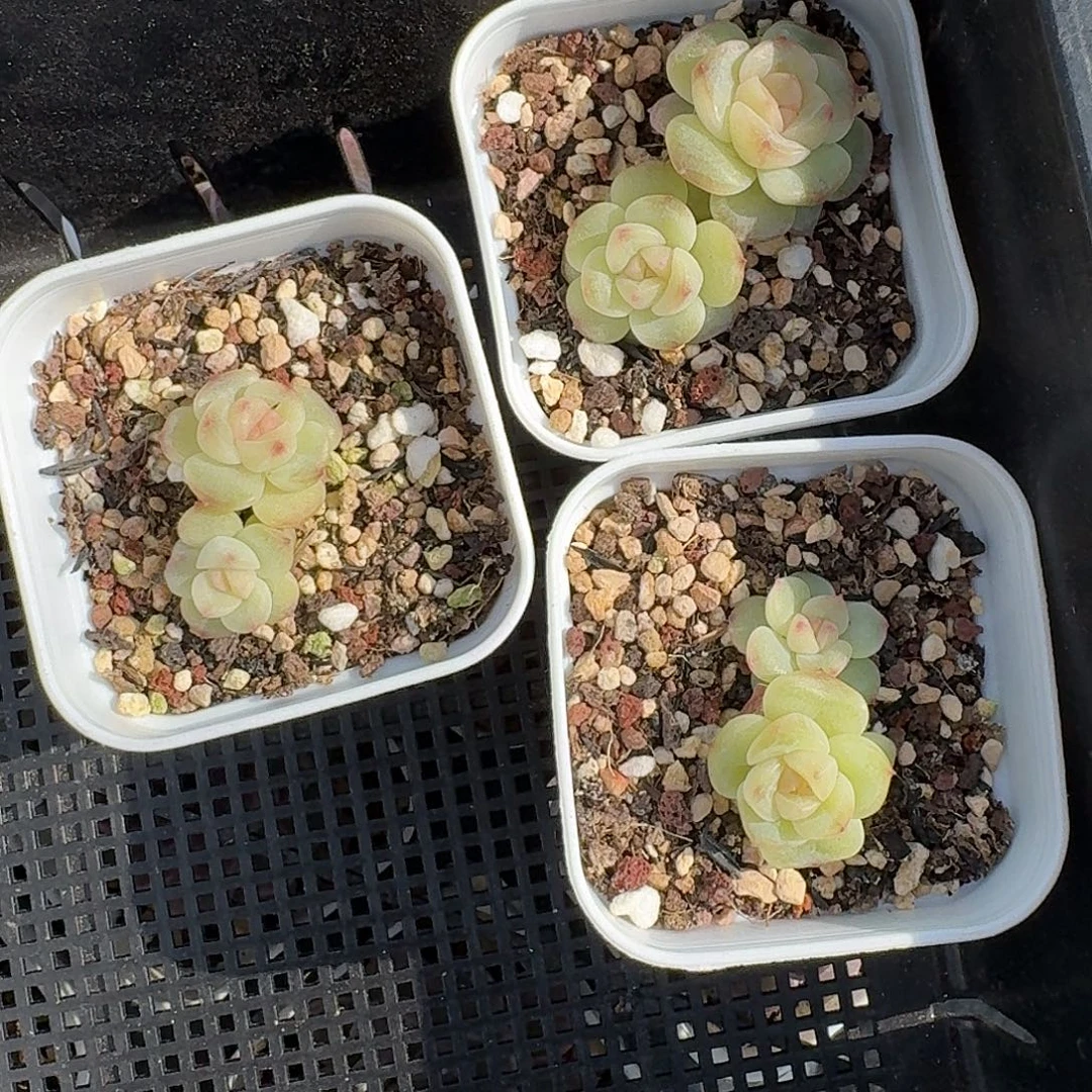 如图白方麦芽不知名双头随机一个