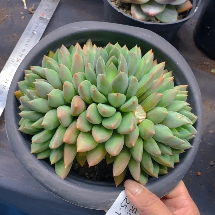 夏悅多肉0225-112象牙