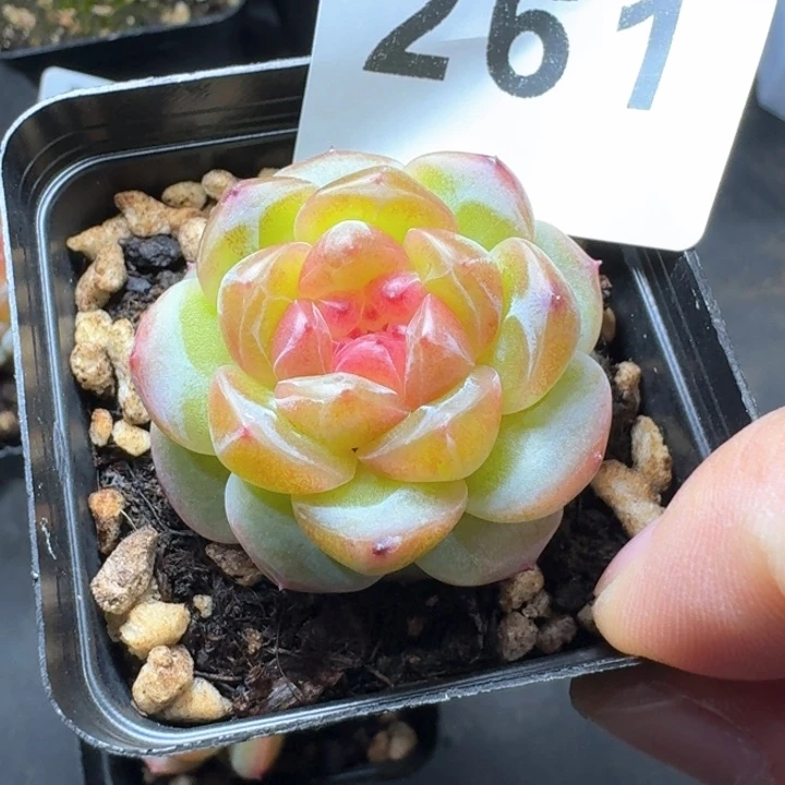 拿铁奶沫多肉植物