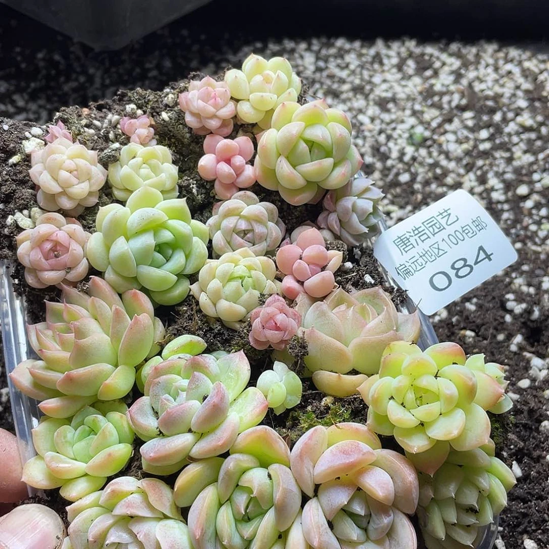 败*混合切糕一物一拍084