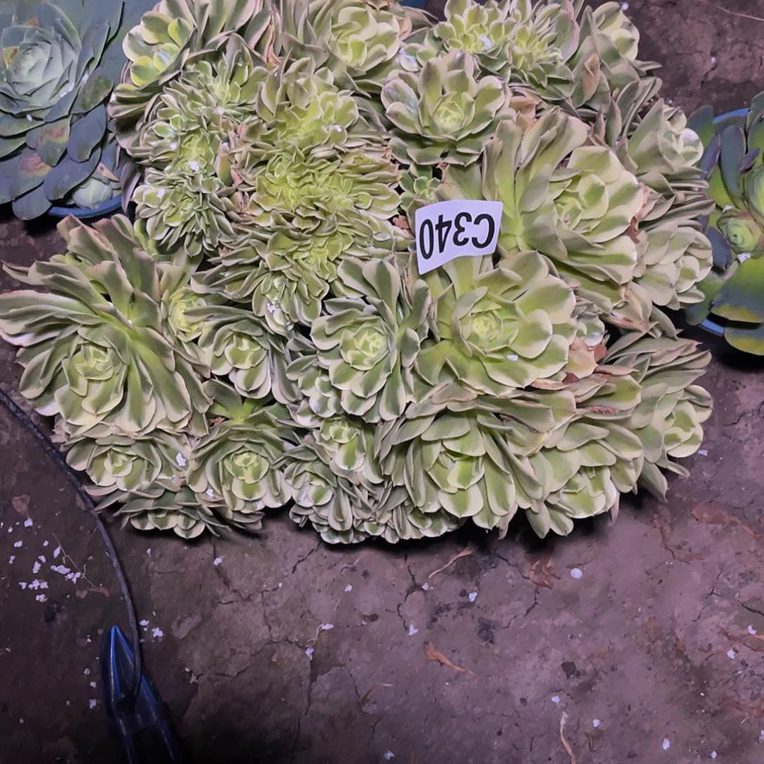 绿豆沙15-14包邮法师