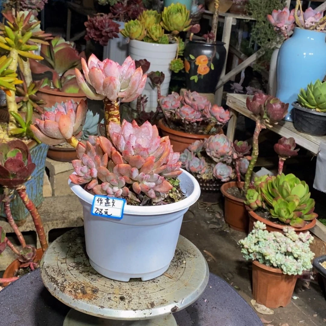 作*卡hhhhhhhhhhhhhhhhh