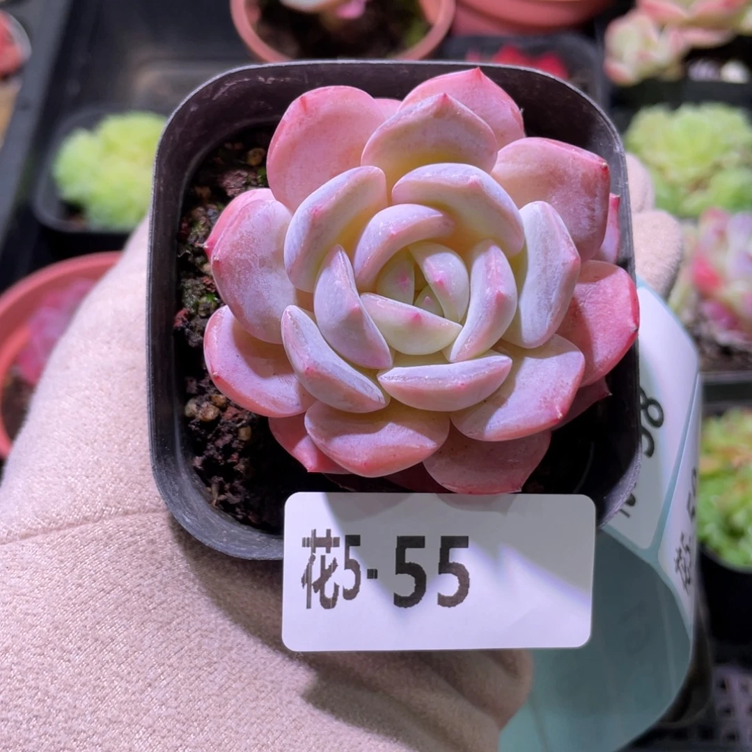 花利美5-55新品单头