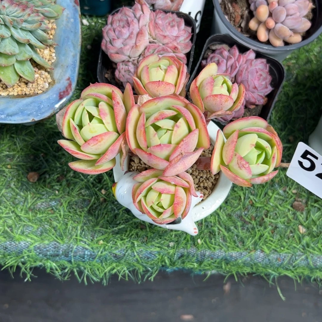 *****521有砍多肉植物组合盆栽