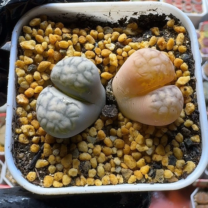 ****头生石花111222。     222