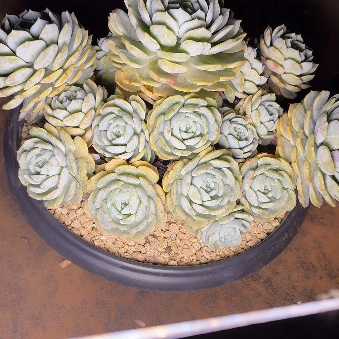 多肉植物考林大群