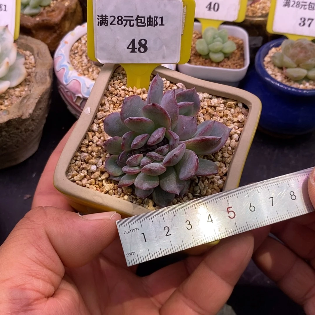 148精控黑橙子缀化多肉