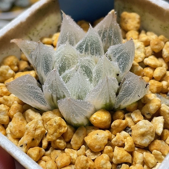 558糊斑白狐狸锦特选度老师