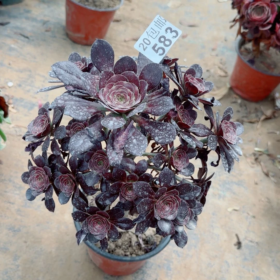 黑圆叶583满20包邮断枝不包