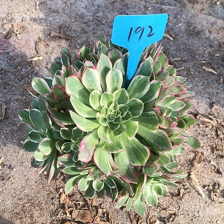 192 一颗浣纱法师多肉