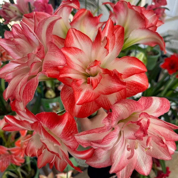 进口重瓣朱顶红《花孔雀》老冯朱顶红25年新球家庭园艺盆栽花球