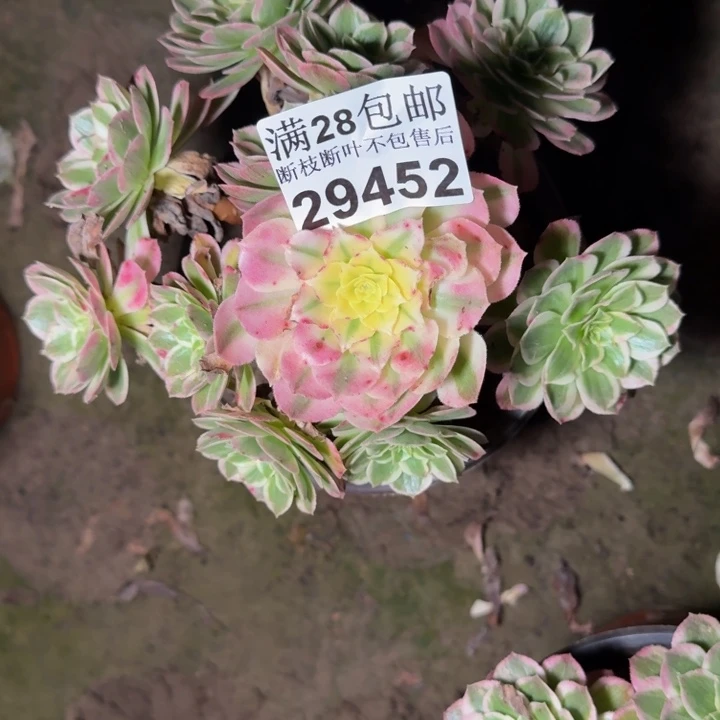 29452南海王多肉植物