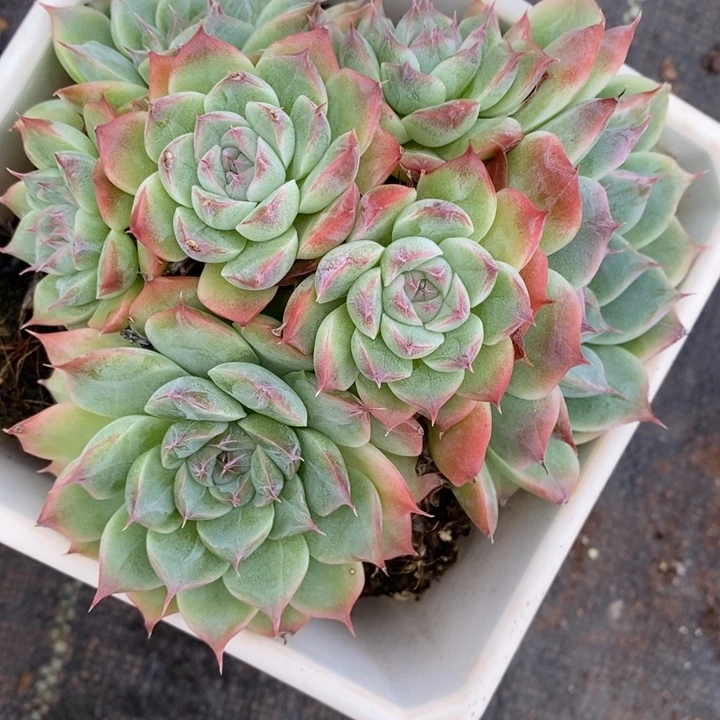 961杂交老桩基地～12厘米