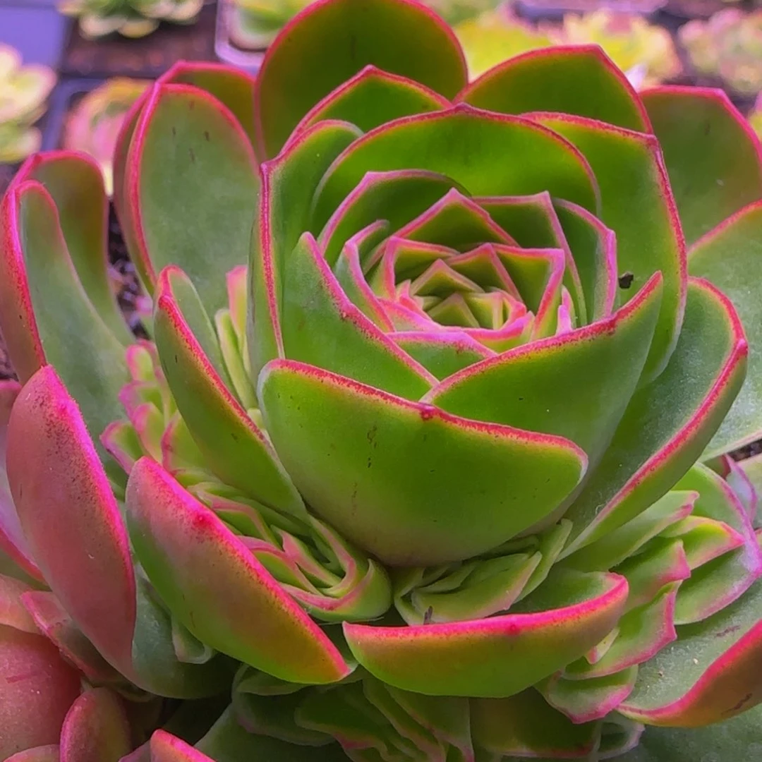 任清影13535353538686837383