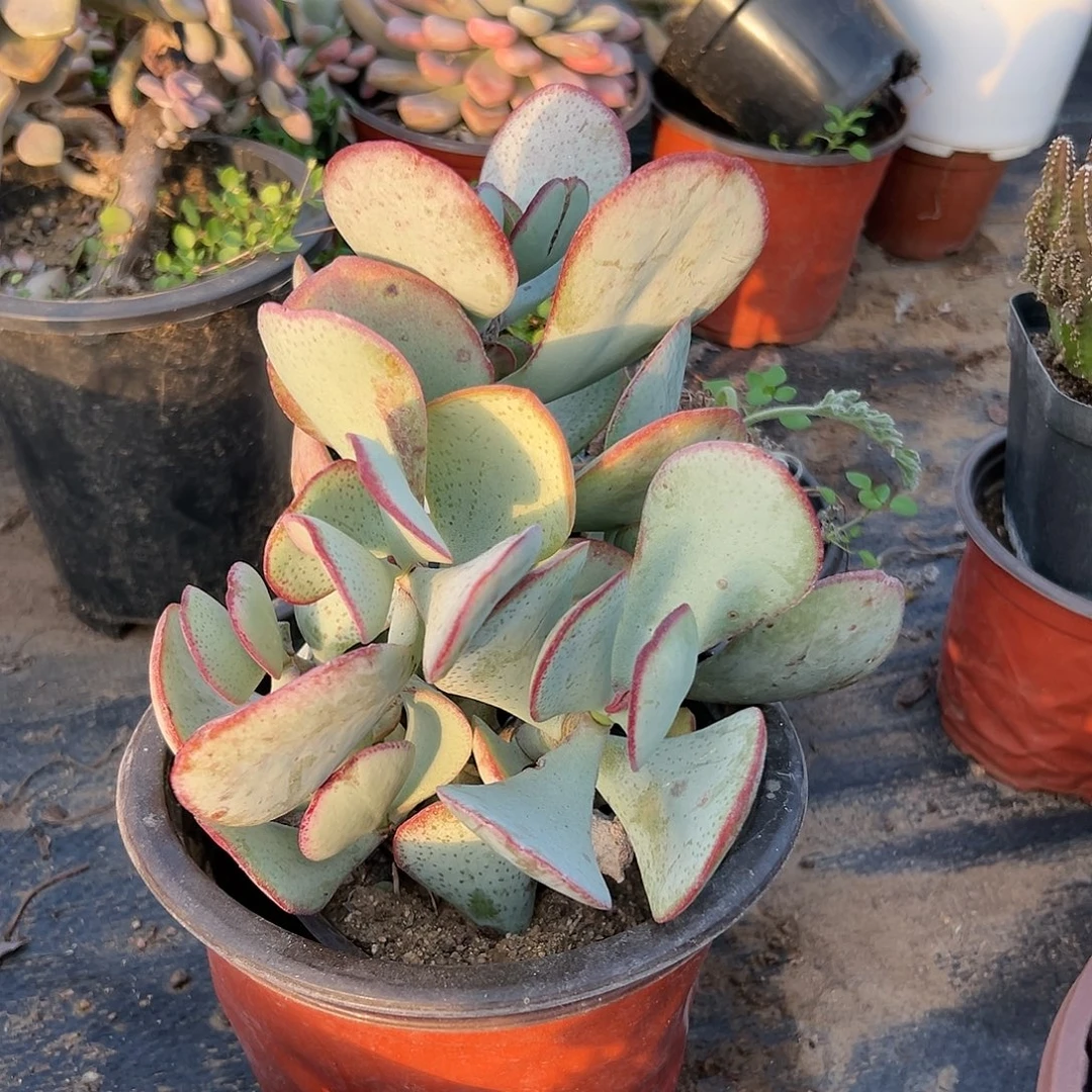 多肉植物蓝鸟花月