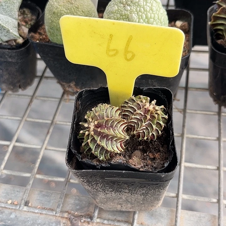 我也不知道我为什么要这样