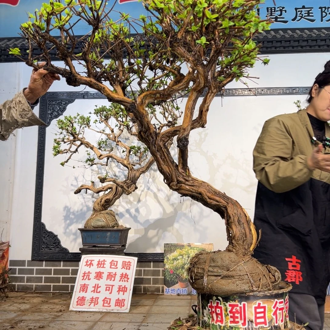 完全开放金银花8888