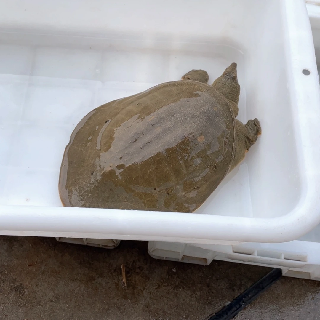 中国大陆野生甲鱼包邮