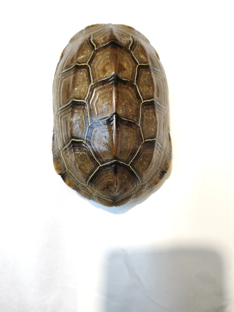 龟甲缘-精品龟甲/直播间售卖一物一拍龟壳手把件摆件