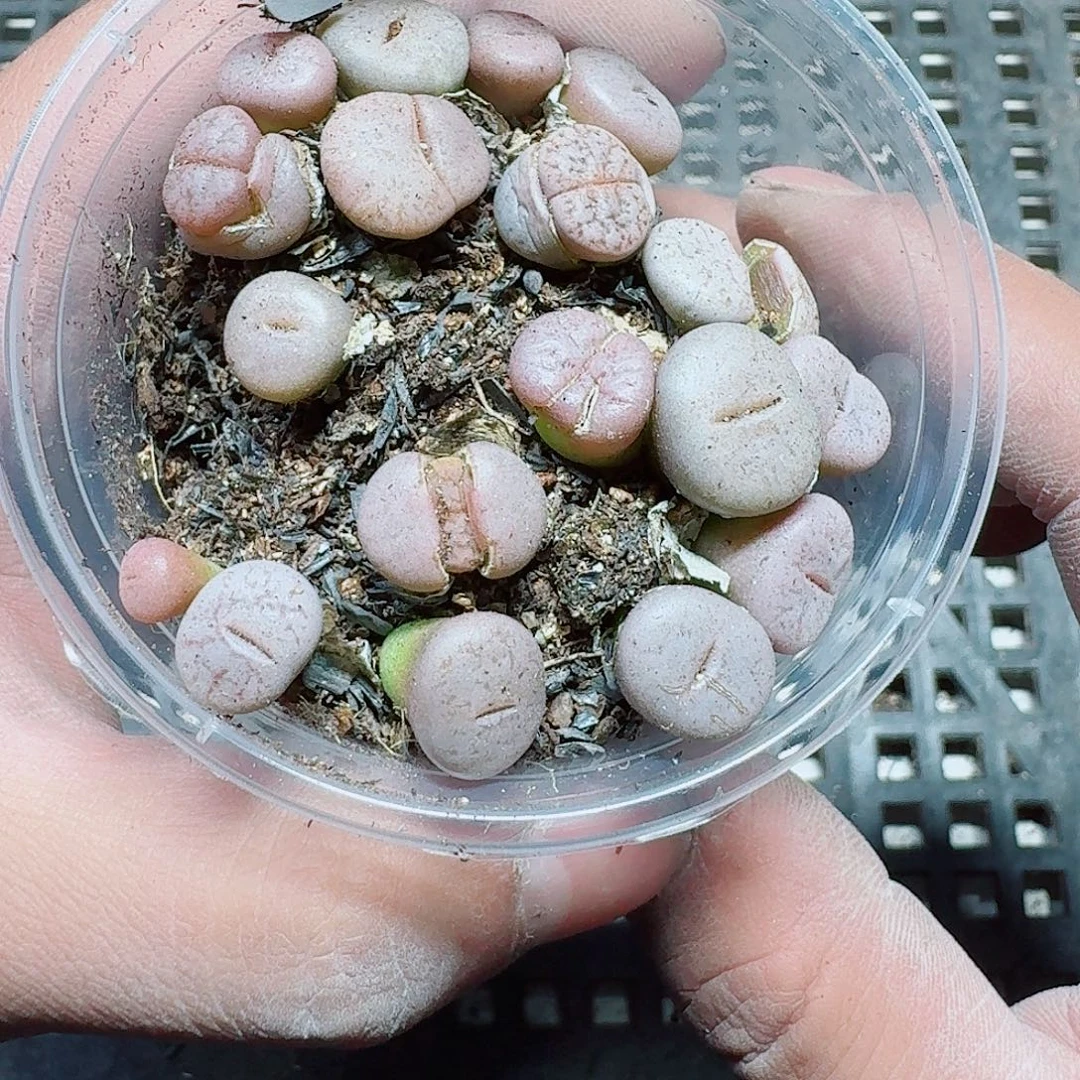 282 多肉植物多肉植物