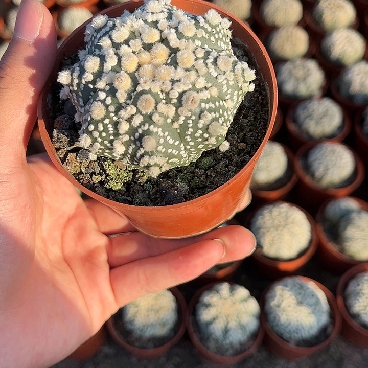不开花植物仙人球