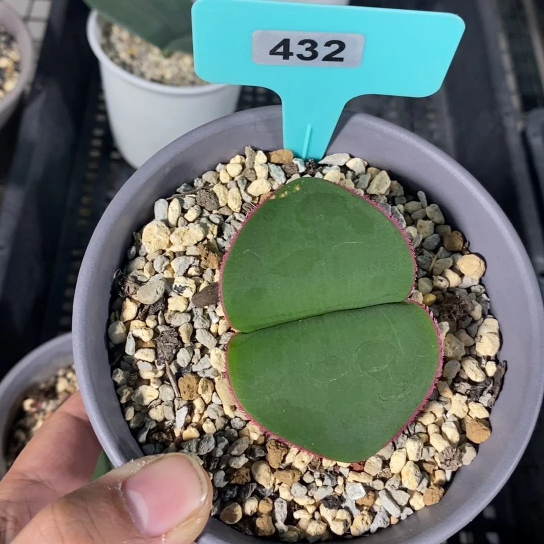 阔叶雪莲多肉植物